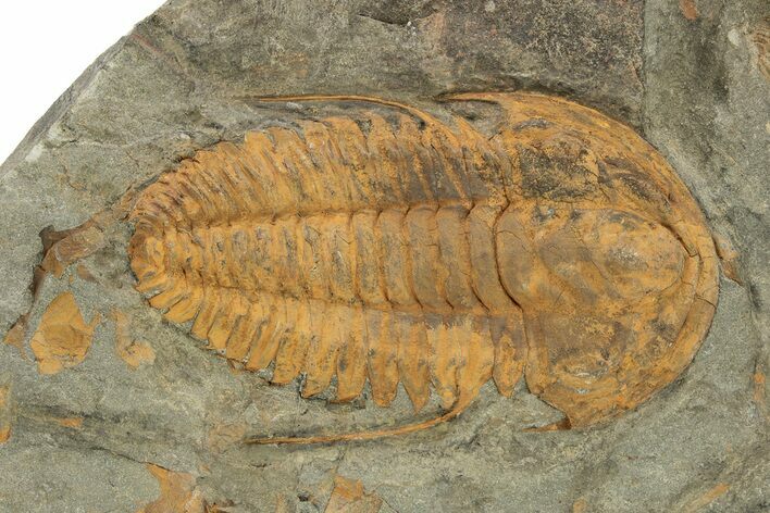 Bright Orange Hamatolenus Trilobite - Pos/Neg Split! #254781